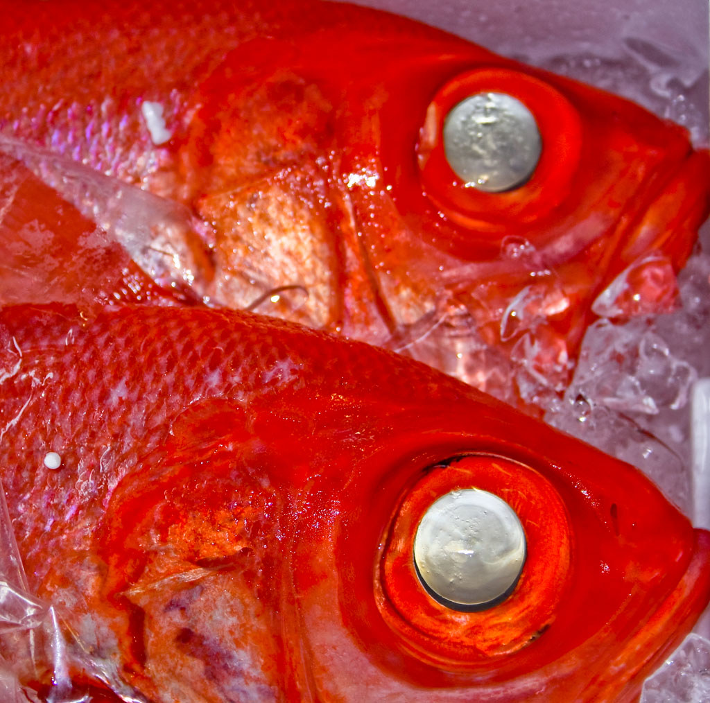 Red Fish Tsukiji Fish Market Tokyo - a photo on Flickriver