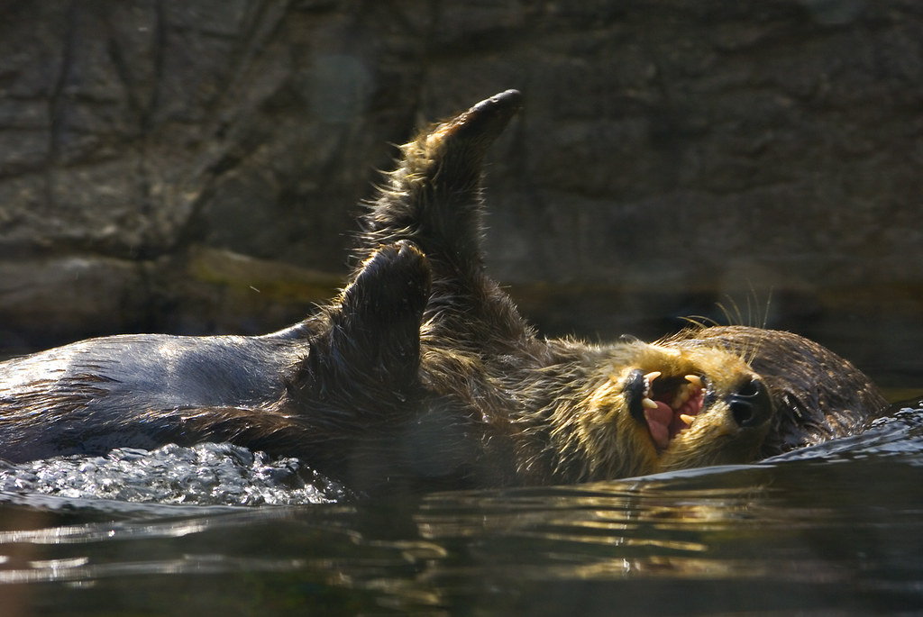 When otters attack | Sea otters having fun | Alfred Hermida | Flickr