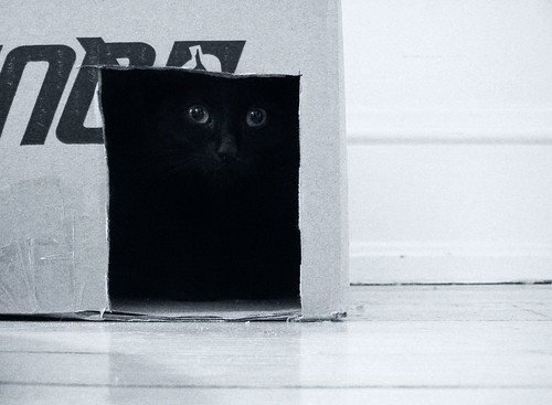 kitten in a box | This kitten belongs to a friend of mine. S… | Flickr
