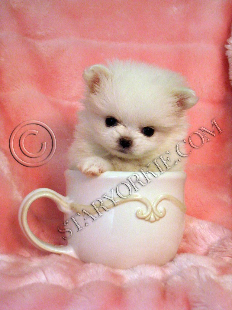 small maltese puppies for sale