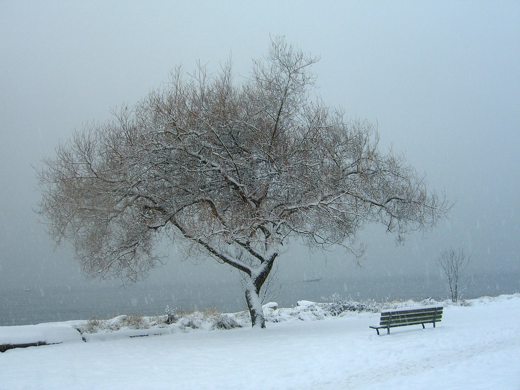 Kits Beach Tree in Snow by JeckyllnHyde