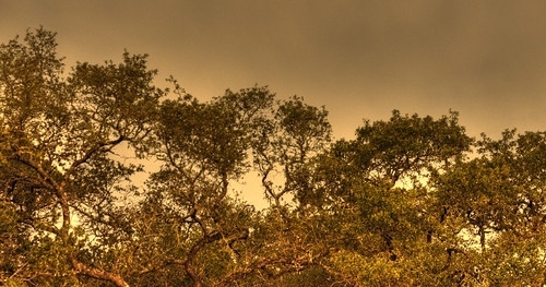 longexposure trees night geotagged 50mm texas noflash 2009 hdr d90 photomatix 50mm14d geo:lat=29675562 geo:lon=98328844