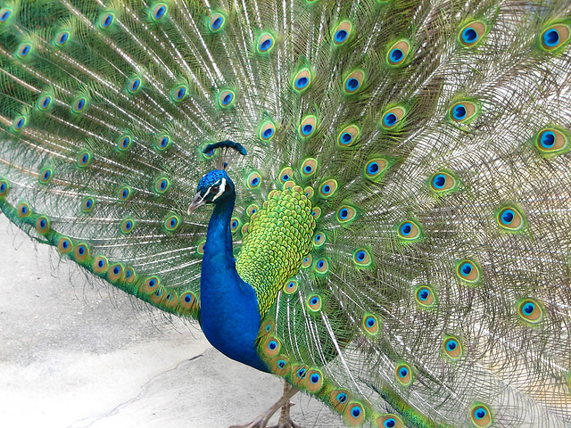 Peacock, Tail Spread