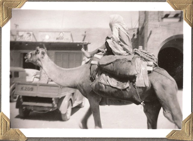 Camel and rider in Kuwait; about 1950.