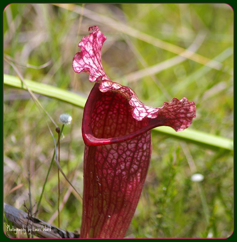 Splinter Pitcher Mick Jagger Lips! | :) Taken at