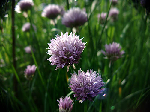 3617 Chives blossoms