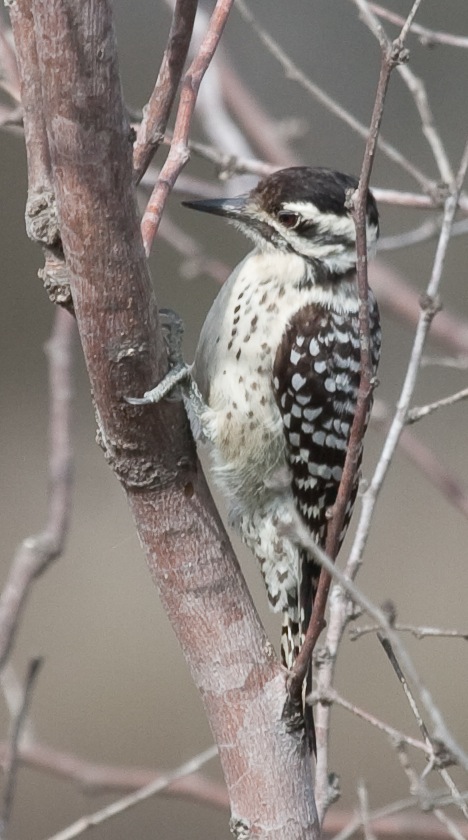 Ladder-backed