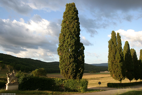 morning travel trees summer italy sunrise europe italia eu tuscany cypress 2007 tuscano bagnaia טוסקנה borgolabagnaia توسكانا トスカーナ州 τοσκάνη