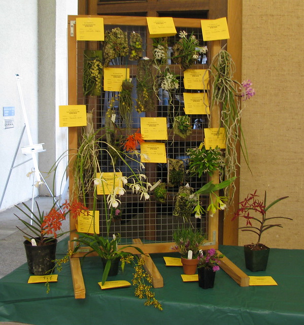 species displayed by Peter Lin (Orchid Digest Speakers' Day)