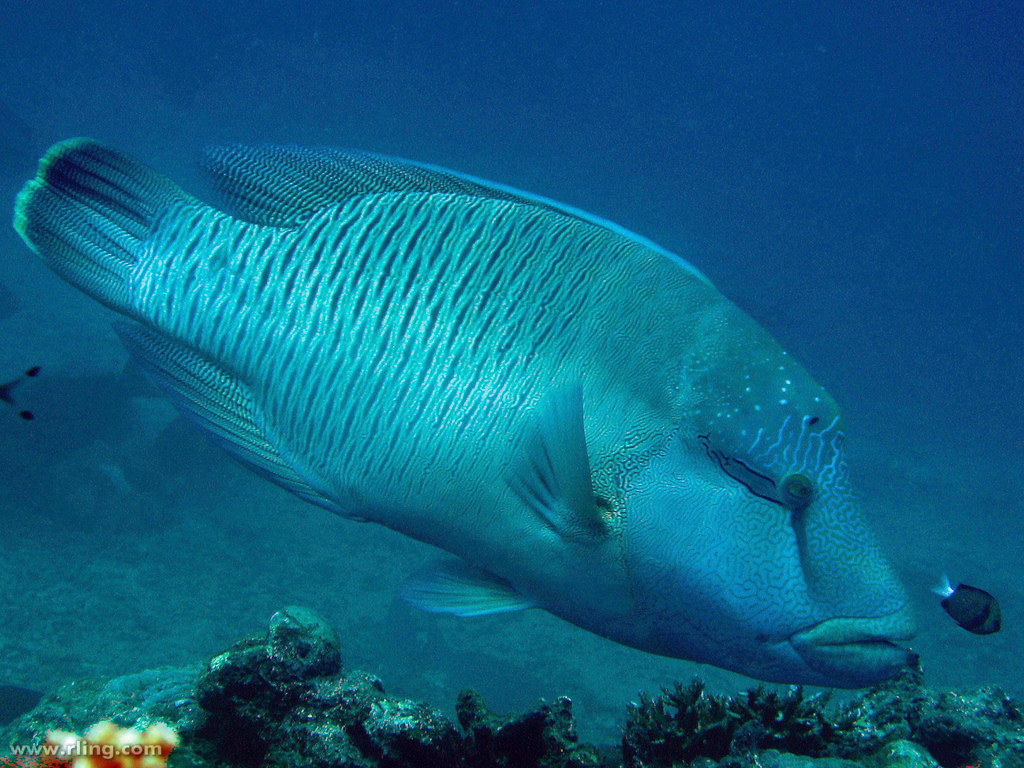 Napoleon Wrasse - a photo on Flickriver