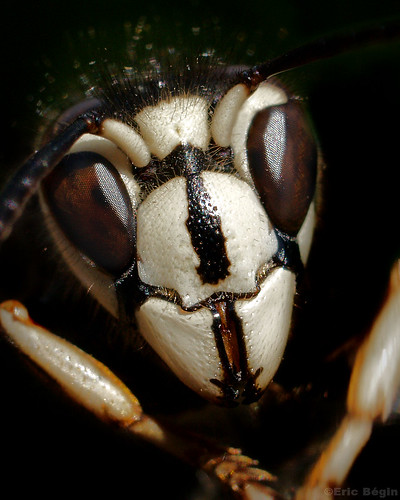 Bald-faced hornet / Guèpe à taches blanches by Eric Bégin