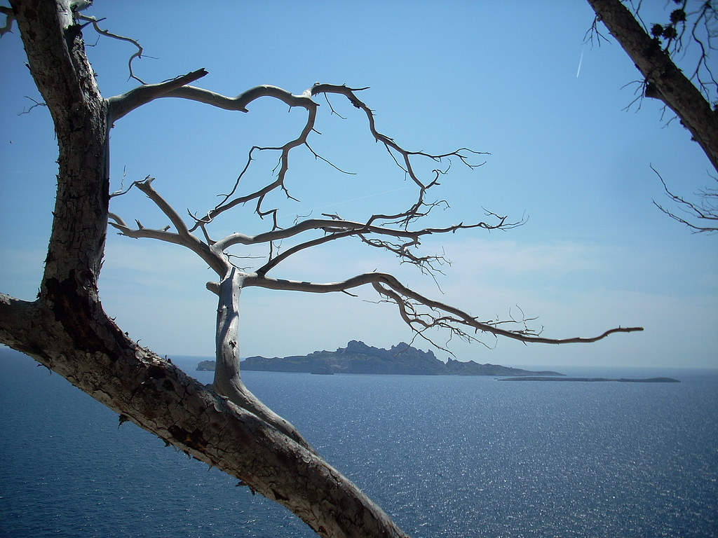 DSCN0215 | calanques tree dead island climbing trees | dannyporters ...