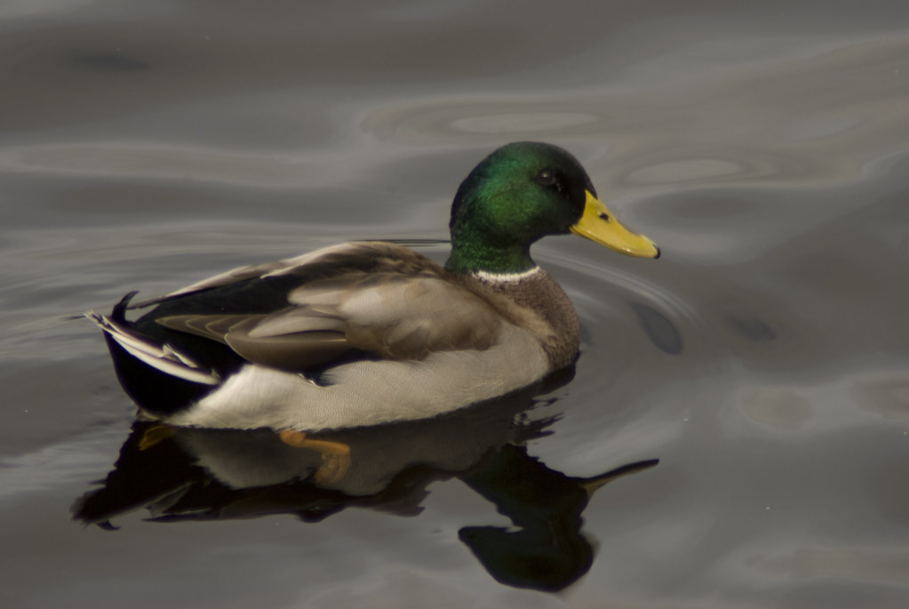 Entwistle Reservoir - Hello, Ducky