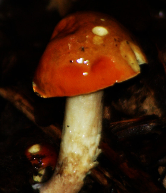 mushroom set