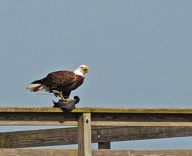 bald eagle w coot cropped