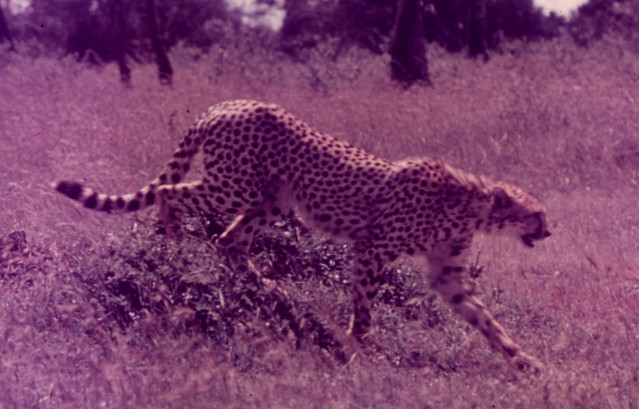 Cheetah - Kenya, 1962