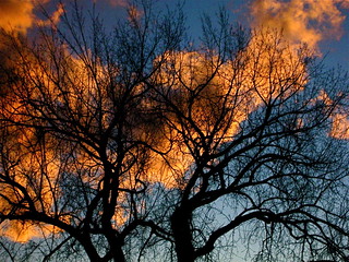 Orange Sunset behind Winter Branches