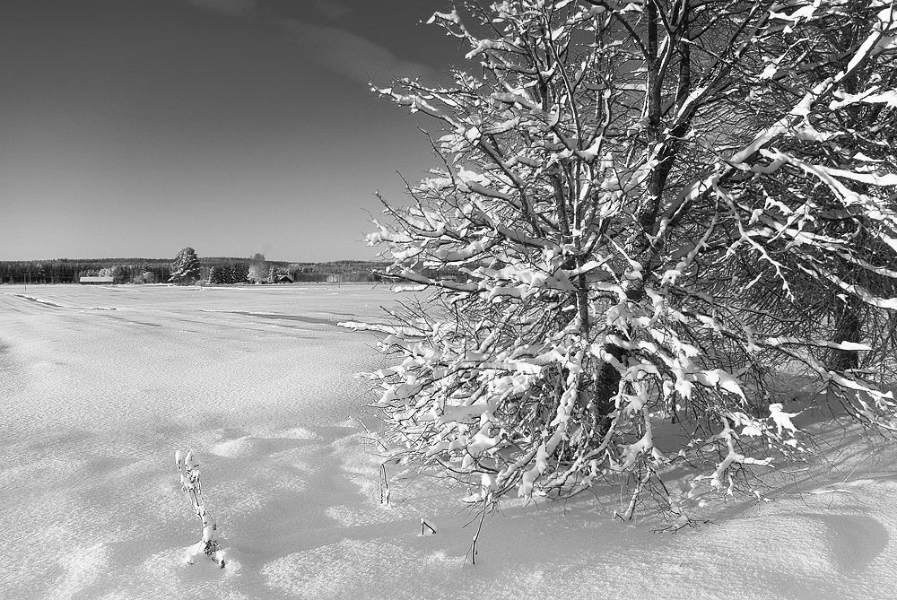 Winter Day BW by Joni Niemelä