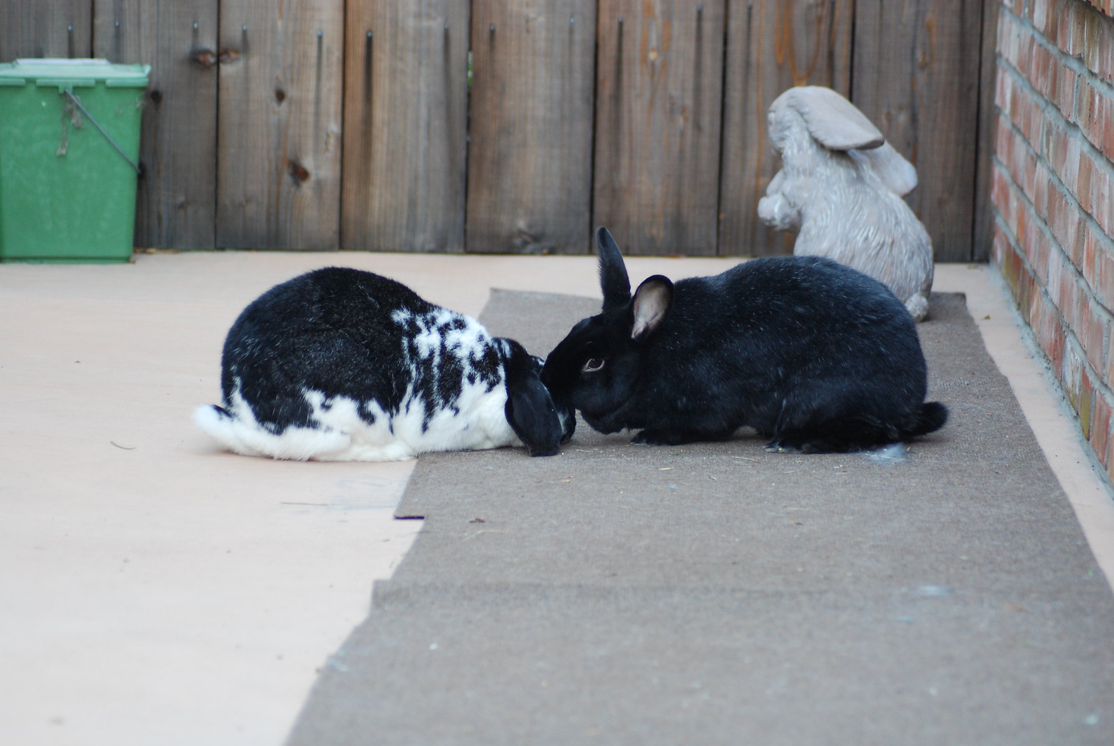 Suprr Rabbit Flickr Rabbits | Flickr