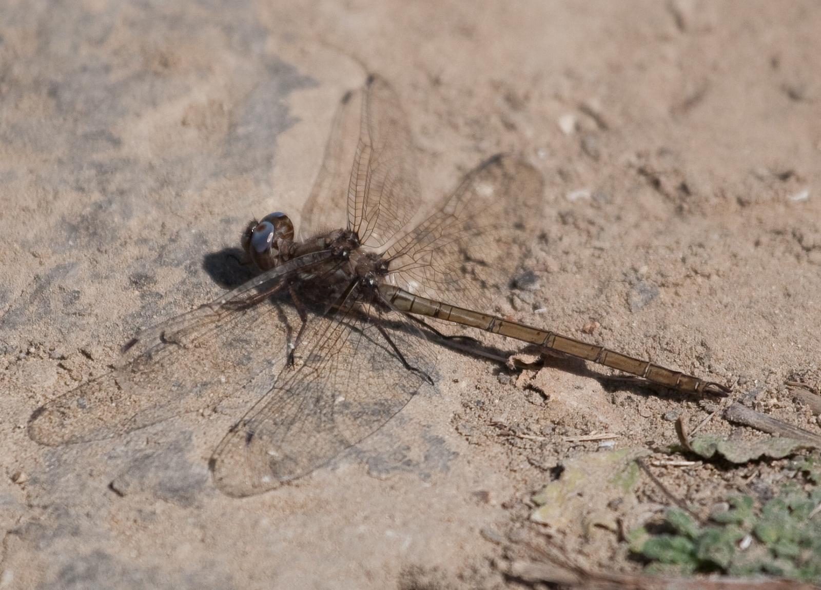 Straw-colored Sylph