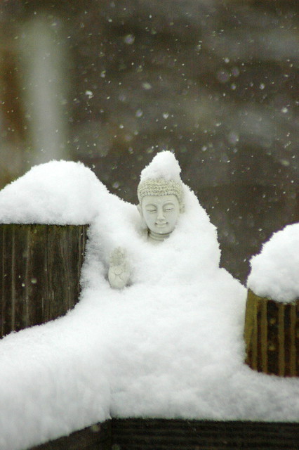 cold buddha