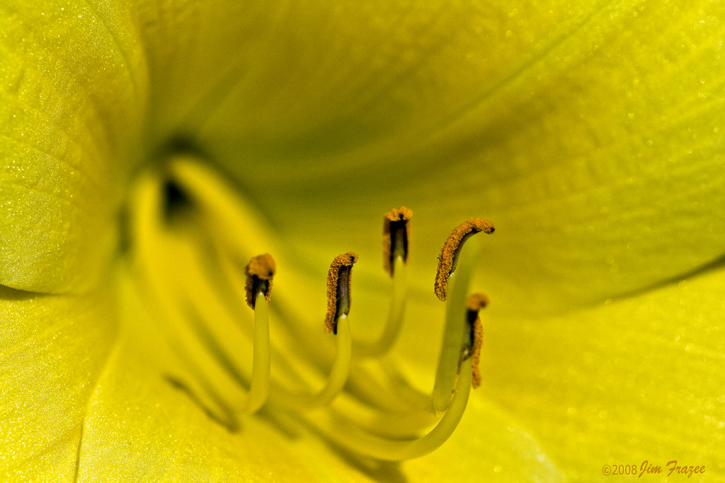 Yellow Daylily by Jim Frazee