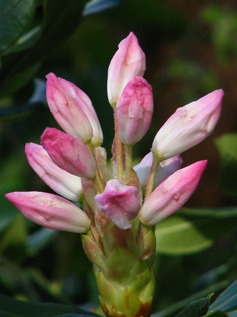 R. Pseudocrysanthum Budding