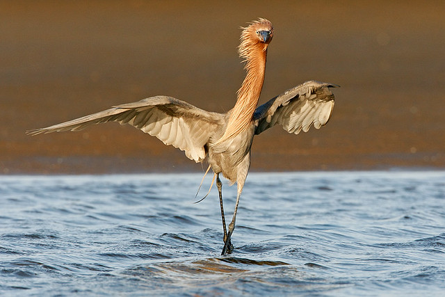 Dancing Reddish Egret