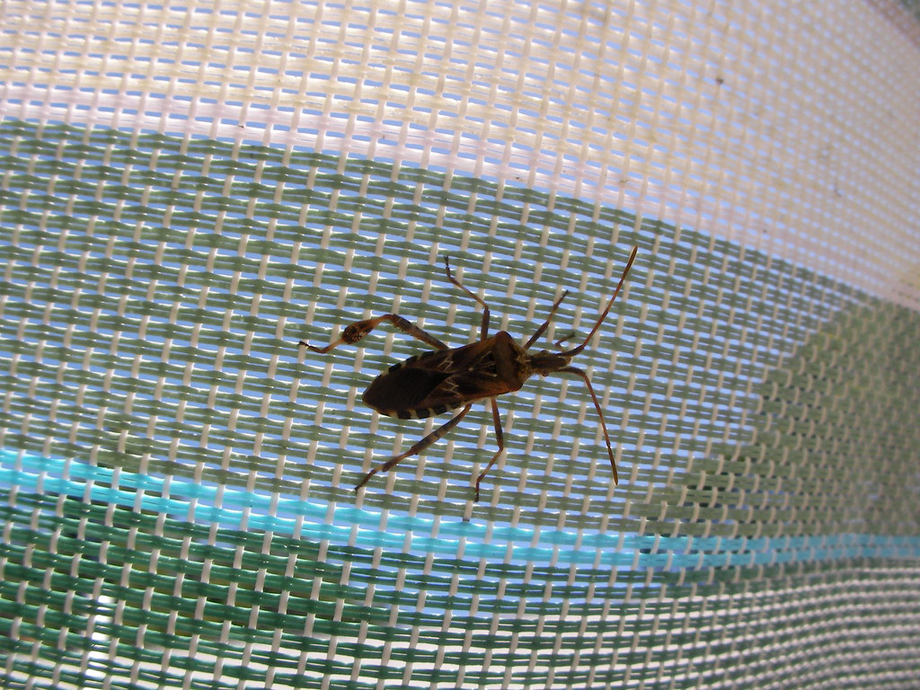 Cape Cod Insects Cape Cod September 2008 | Flickr