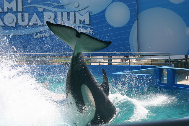 Killer whale (orque) @ miami seaquarium