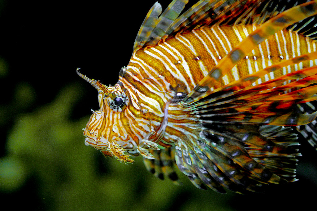 Lion Fish by tibchris