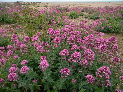 Red Valerian Deal to Dover