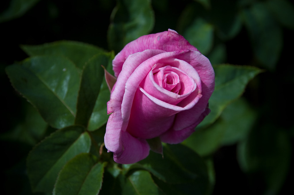 Portland - International Rose Test Garden | Charles Dawley | Flickr