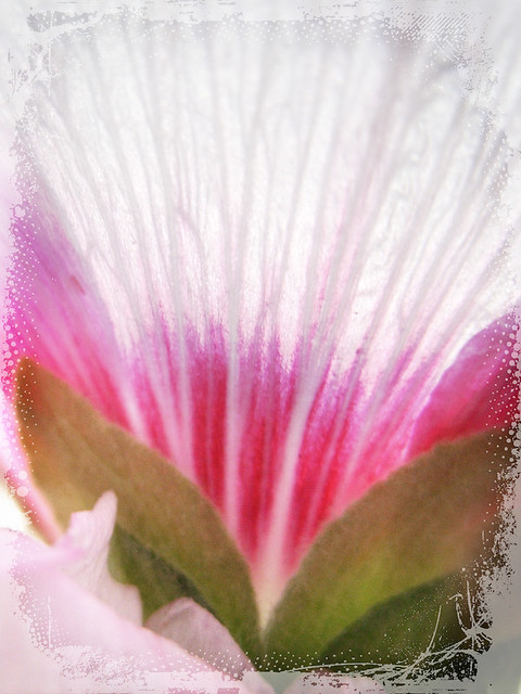 Pink flower underside with white border 2