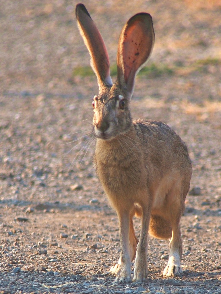 Black-tailed jackrabbit