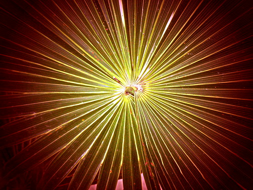 electrifying palm tree | by Copperdog ~ Diane