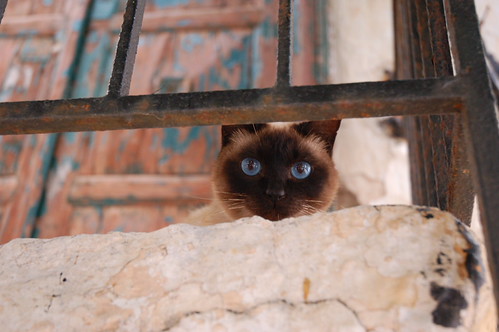 Siamois | by Plimplou