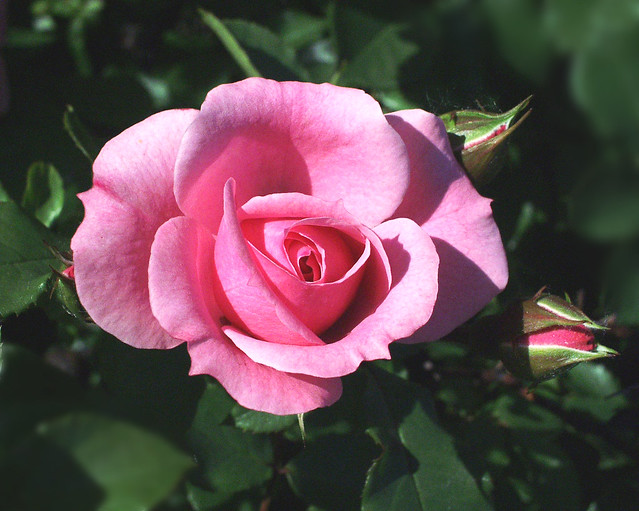roseBud (floribunda)