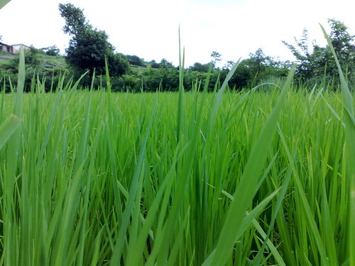 grass blade