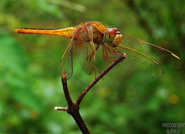 The golden dragonfly പൊന്നോണത്തുമ്പി[Explored].