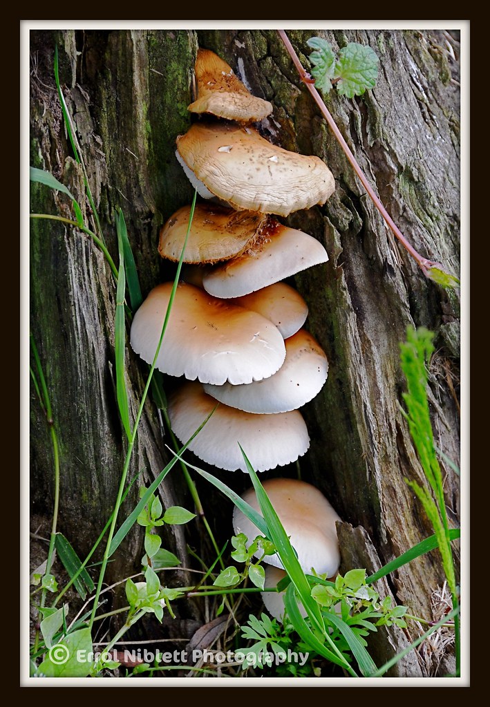 Fungi cluster in a gash in an Oak (DSC_3295) by Tripod 01