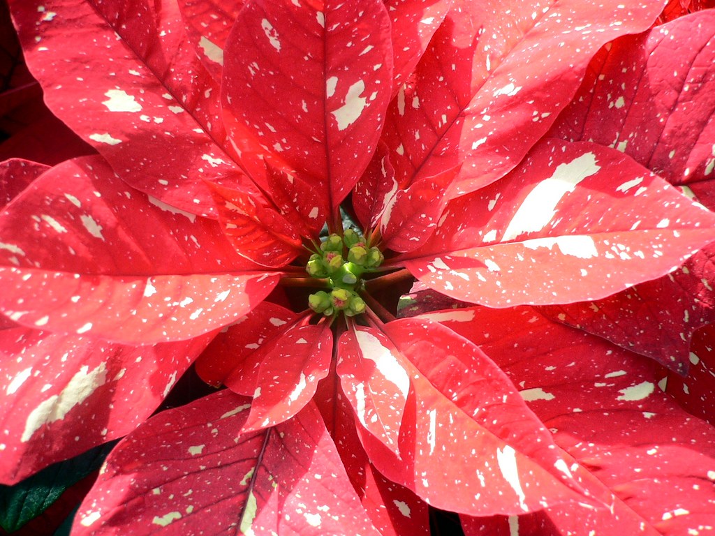 Stella Di Natale Big Shot.Christmas Star In North America Poinsettias Are Typical C Flickr