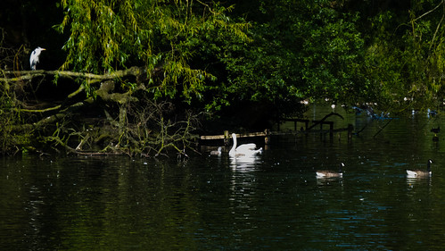 Swan and cygnets by boating lake island