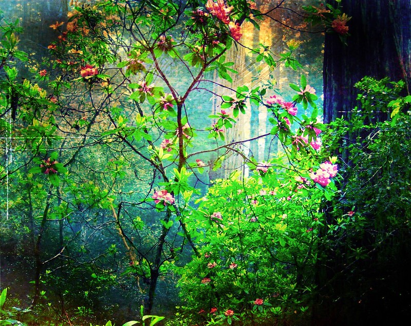 Flowers | Flickr