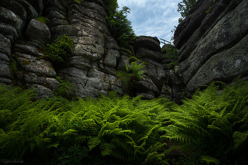 mountain fern berg bayern bavaria czech stones farn felsen bayerischerwald southbohemia bavarianforest czechrebublic südböhmen dreisesselberg dreisessel hochdromaufdemberg