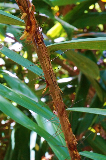 Aiphanes erosa (West Indies) spines (2)