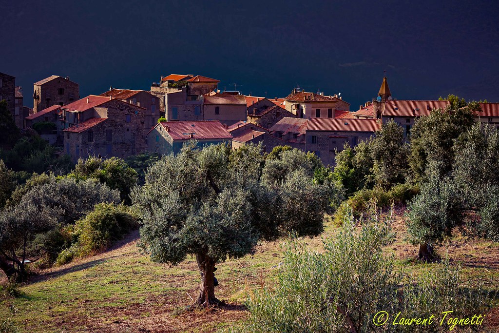 Village de Sainte Lucie de Tallano et sa belle oliveraie (Corse)
