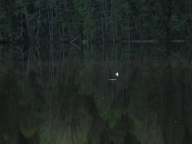 a bird on a little lake