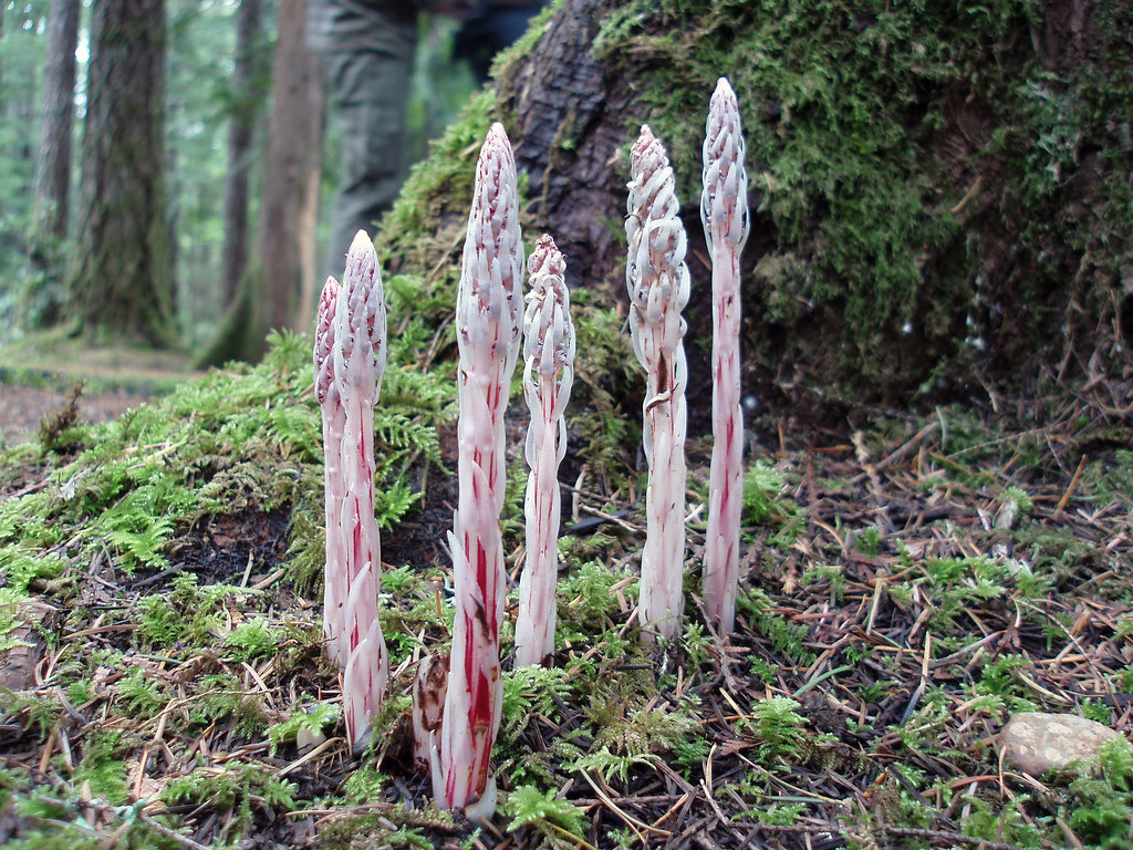 Ghost Asparagus | Creepy weird things growing at the foot of… | Flickr