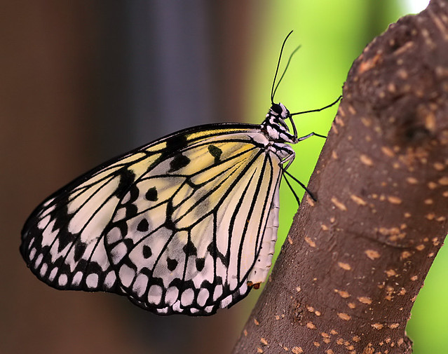 Butterfly on a Limb